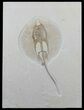 Stunning, Fossil Stingray (Heliobatis) - Wyoming #48590-1